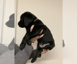 Small Photo #11 Labrador Retriever Puppy For Sale in WOODBURN, IN, USA