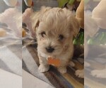 Small #6 Maltipoo (Miniature)