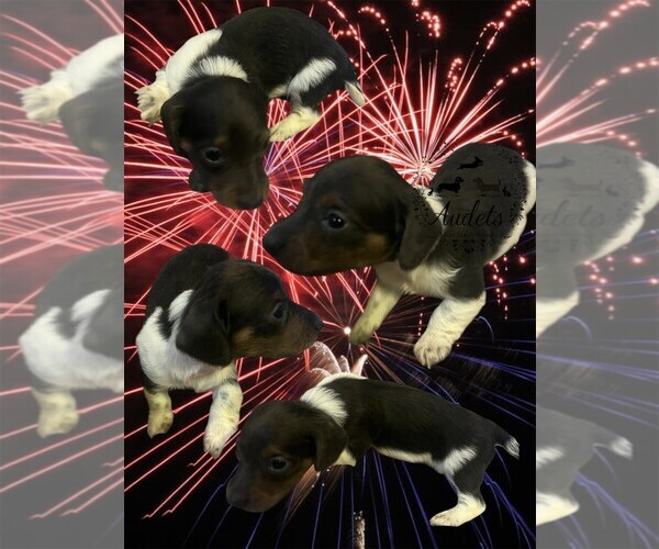 Medium Photo #1 Dachshund Puppy For Sale in EAST DOVER, VT, USA