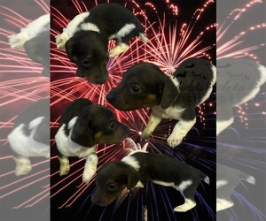 Dachshund Puppy for sale in EAST DOVER, VT, USA