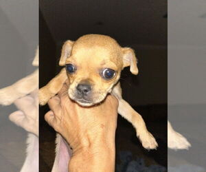Chihuahua Dogs for adoption in San Diego , CA, USA