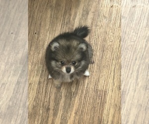 Pomeranian Puppy for sale in MIAMI, FL, USA
