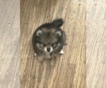 Small Pomeranian