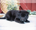 Small Photo #36 German Shepherd Dog Puppy For Sale in PARKESBURG, PA, USA