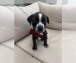 Small Mutt
