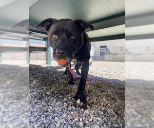 Labrador Retriever-Unknown Mix Dogs for adoption in Palmetto, FL, USA