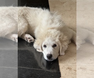Great Pyrenees Puppy for sale in ORMOND BEACH, FL, USA