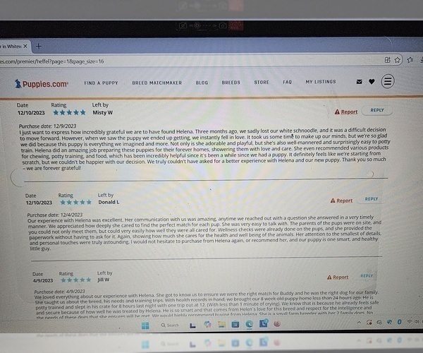 Medium Photo #12 Poodle (Miniature) Puppy For Sale in WHITEWATER, WI, USA