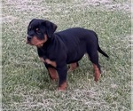 Small Photo #2 Rottweiler Puppy For Sale in LOUISVILLE, KY, USA
