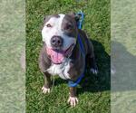 Small American Pit Bull Terrier