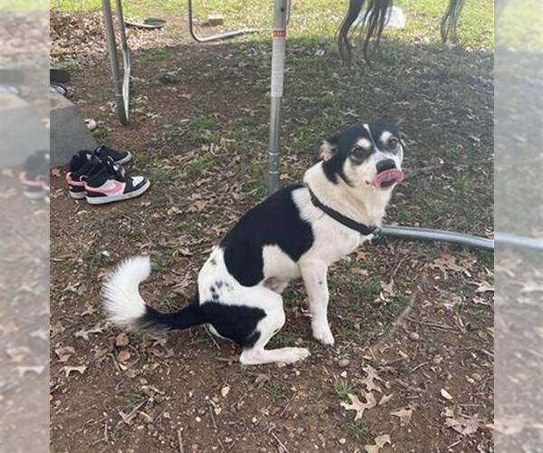 Medium Photo #1 Chilier Puppy For Sale in San Antonio, TX, USA