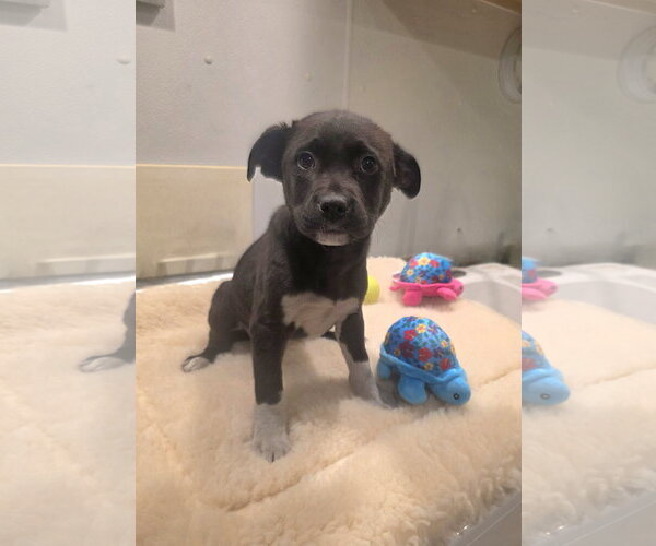 Medium Photo #1 Labrador Retriever-Unknown Mix Puppy For Sale in SHERBURNE, NY, USA