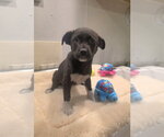 Small Labrador Retriever Mix