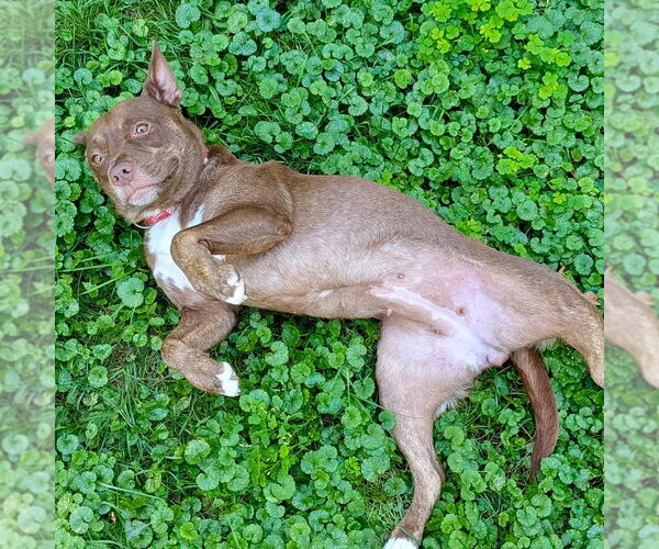 Medium Photo #16 Mutt Puppy For Sale in Canton, CT, USA