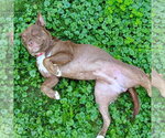 Small #15 Mutt