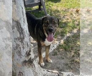 German Shepherd Dog Dogs for adoption in Riverside, CA, USA