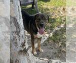 Small German Shepherd Dog