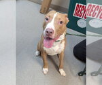 Small #1 Staffordshire Bull Terrier