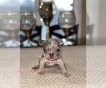 Puppy Tootsie French Bulldog