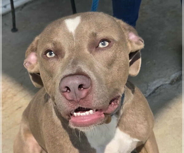 Medium Photo #1 American Pit Bull Terrier-Unknown Mix Puppy For Sale in Anniston, AL, USA