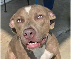 American Pit Bull Terrier-Unknown Mix Dogs for adoption in Anniston, AL, USA