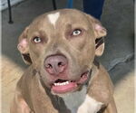 Small American Pit Bull Terrier Mix