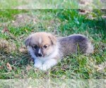 Small Photo #3 Pembroke Welsh Corgi Puppy For Sale in ELKTON, KY, USA