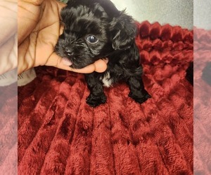 Shih-Poo Puppy for sale in FORT WASHINGTON, MD, USA