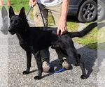 Small German Shepherd Dog