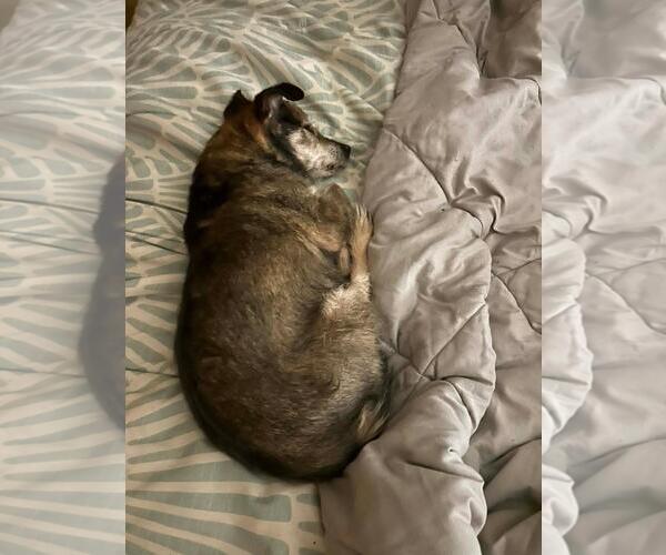 Medium Photo #6 Miniature Schnauzer-Unknown Mix Puppy For Sale in Seven Valleys, PA, USA