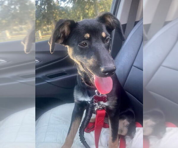 Medium Photo #11 Rat Terrier-Unknown Mix Puppy For Sale in Mount Laurel, NJ, USA