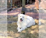 Small #14 Great Pyrenees