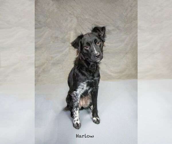 Medium Photo #2 Colonial Cocker Spaniel-Unknown Mix Puppy For Sale in Hot Springs Village, AR, USA