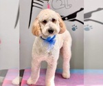 Small Photo #1 Goldendoodle Puppy For Sale in LIVINGSTON, TX, USA