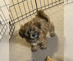 Shih-Poo Puppy for sale in GLOUCESTER, VA, USA