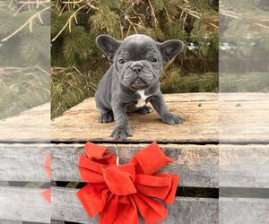 French Bulldog Puppy for sale in MIDDLEBURY, IN, USA
