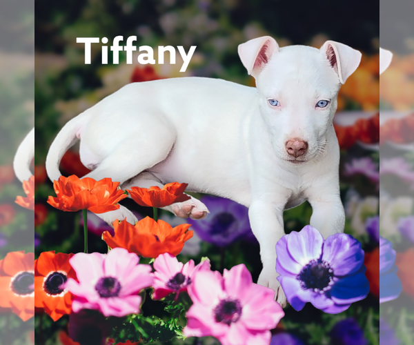 Medium Photo #4 Sheprador Puppy For Sale in Spring, TX, USA