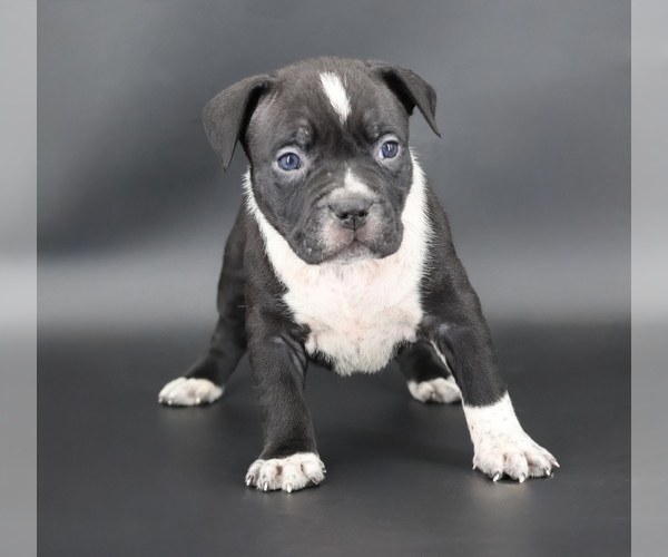 Medium Photo #1 American Bully Puppy For Sale in CHAMPAIGN, IL, USA