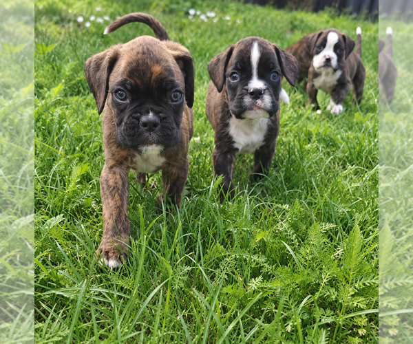 Medium Photo #1 Boxer Puppy For Sale in Bielsko-Biala, Silesia, Poland