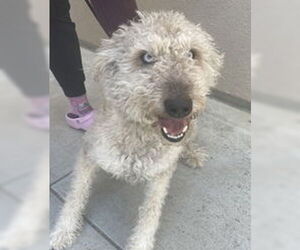 Poodle (Standard) Dogs for adoption in Salinas, CA, USA
