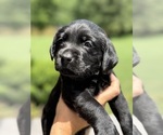 Puppy Orange Labrador Retriever