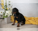 Small Photo #3 Doberman Pinscher Puppy For Sale in NARVON, PA, USA