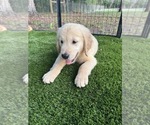 Small #2 Golden Retriever