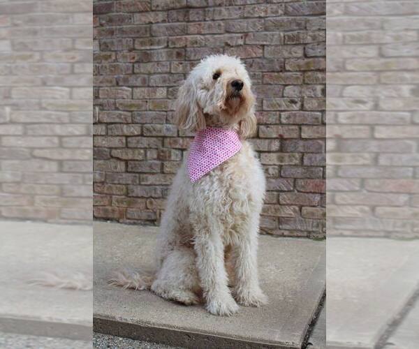 Medium Photo #1 Goldendoodle Puppy For Sale in NORTH MANCHESTER, IN, USA