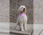 Small Photo #1 Goldendoodle Puppy For Sale in NORTH MANCHESTER, IN, USA