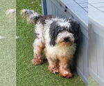 Small #1 Mutt