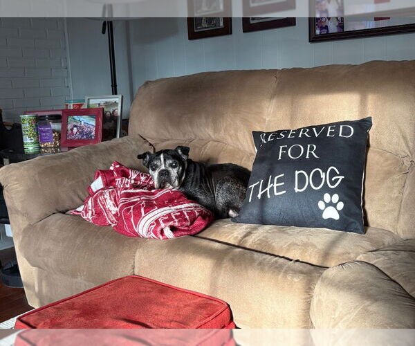 Medium Photo #7 Boston Terrier Puppy For Sale in Lawrenceville, NJ, USA