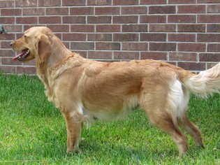 Golden Retriever Puppy for sale in COLLEGE STATION, TX, USA