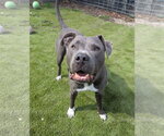 Small #3 American Pit Bull Terrier-American Staffordshire Terrier Mix