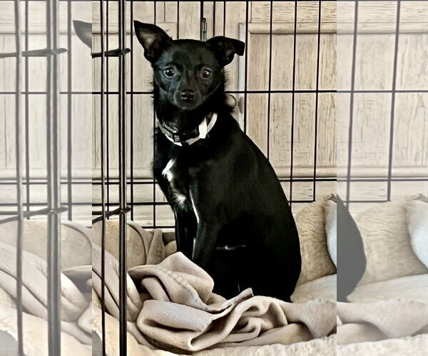 Medium Photo #1 Chihuahua-Unknown Mix Puppy For Sale in Alexandria, KY, USA